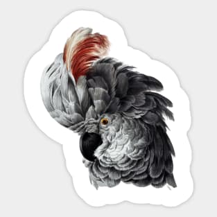 Parrot with red "hair" Sticker